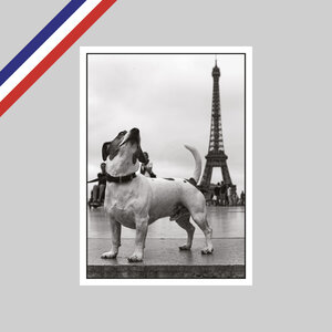 Carte peter turnley - le trocadéro  paris  2014